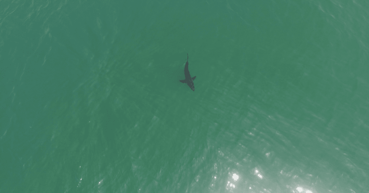 Shark Spotting with Drones - 2021 SURP Symposium